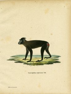 Gorontalo Macaque (färgad gravyr) av German School