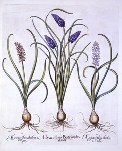 Grape Hyacinths, från Hortus Eystettensis, av Basil Besler (1561-1629), pub. 1613 (handfärgad gravyr) av German School