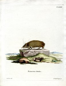 Greater Hedgehog Tenrec (färgad gravyr) av German School