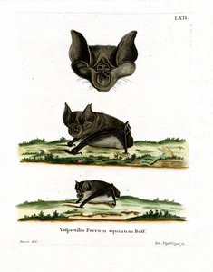 Greater Horseshoe Bat (färgad gravyr) av German School