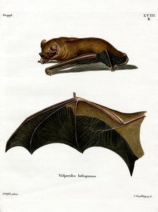 Greater Noctule Bat (färgad gravyr) av German School
