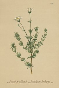 Storsandört (Arenaria grandiflora) av German School