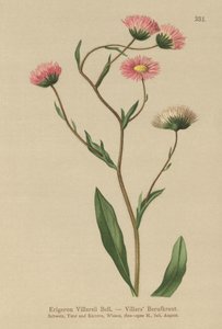 Grekisk Fleabane (Erigeron Villarsii, Erigeron atticus) av German School