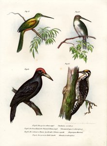 Grönstjärtad Jacamar, 1864 av German School