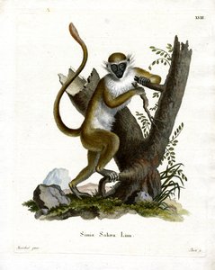 Green Monkey (färgad gravyr) av German School