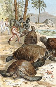 Grön sköldpadda, tallrik från "Brehms Tierleben: Allgemeine Kunde des Tierreichs", vol.7, s.596, utgiven av Bibliographisches Institut av German School