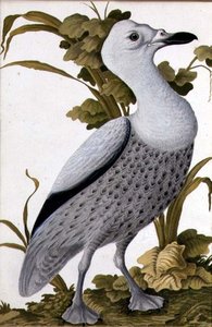 Grågås, ca 1740 (akvarell på papper) av German School