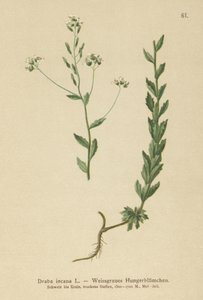Grey Whitlow-grass (Draba incana,) av German School