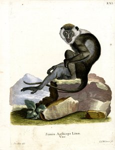 Grivet (färgad gravyr) av German School