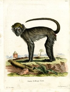 Grivet (färgad gravyr) av German School