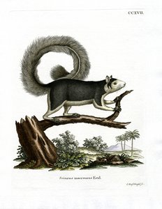 Grizzled Giant Squirrel (färgad gravyr) av German School