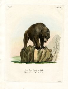 Grizzly Bear (färgad gravyr) av German School