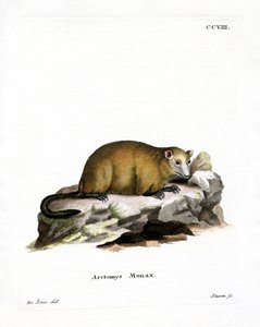 Groundhog (färgad gravyr) av German School
