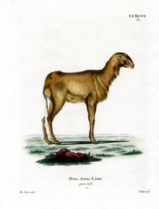 Guineafår (färgad gravyr) av German School