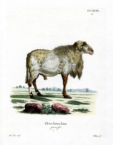 Guineafår (färgad gravyr) av German School