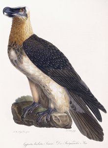 Gypaetus skäggiga Sonninus av German School