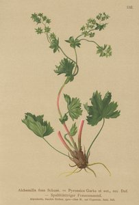 Hårlös Ladys Mantle (Alchemilla fissa, Alchemilla Pyrenaica) av German School