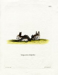 Hårig fladdermus med slitsar (färgad gravyr) av German School