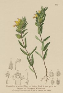 Hårig gul skallra (Rhinanthus aristatus, Rhinanthus alpinus) av German School