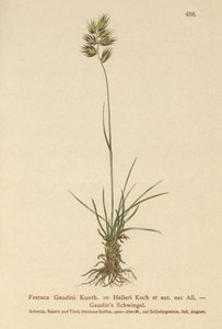 Hallers Fescue (Festuca Gaudini, Festuca Hallerie) av German School