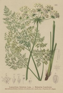 Hallers Sermountain (Laserpitium hirsutum, Laserpitium haller, Laserpitium panax) av German School