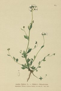 Hallers Wall-krasse (Arabis Haller) av German School