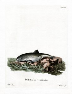 Tumlare (färgad gravyr) av German School