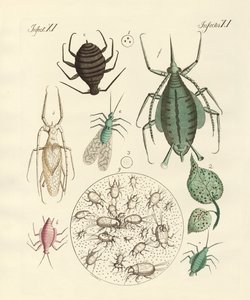 Skadliga insekter