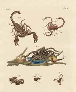 Skadliga insekter från heta länder av German School