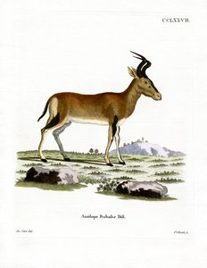 Hartebeest (färgad gravyr) av German School