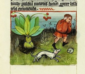 Skörda Mandrake, The Nature of Things - Rabanus Maurus, ca 1425 (gouache på vellum) av German School