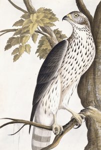 Hök, 1750-1800 av German School