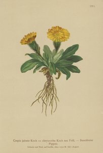 Hökskägg (Crepis jubata, Crepis rhaetica) av German School
