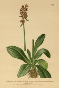 Hökgrässax (Saxifraga hieraciifolia) av German School