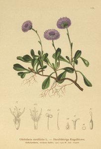 Hjärtbladiga tusensköna (Globularia cordifolia) av German School