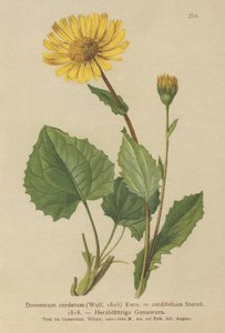 Hjärtbladiga leopardbanor (Doronicum cordatum, Doronicum cordifolium, Aronicum cordatum) av German School