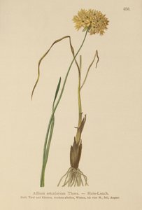 Ljunglök (Allium ericetorum, Allium ambiguum, Allium graminifolium) av German School