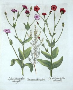 Heather and Two Kinds of Lychnis, från Hortus Eystettensis, av Basil Besler (1561-1629), pub. 1613 (handfärgad gravyr) av German School