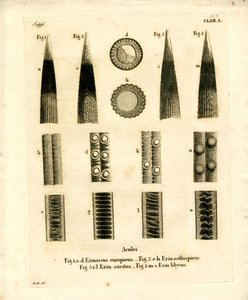 Hedgehog Prickles (färgad gravyr) av German School