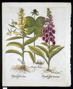 Ört Paris (Solanum quadrifolium), Vanlig Foxglove (Digitalis Purpurea) Stor gul Foxglove från Hortus Eystettensis av Basil Besler (1561-1629) pub 1613 (handfärgad gravyr) av German School