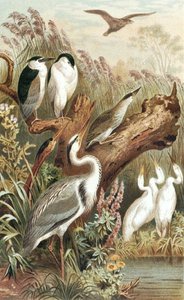 Heron, tallrik från "Brehms Tierleben: Allgemeine Kunde des Tierreichs", vol.6, s.483, utgiven av Bibliographisches Institut av German School