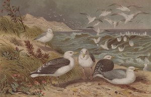 Fiskmås och svartrygg, tallrik från Brehms Tierleben: Allgemeine Kunde des Tierreichs, vol.6, s.108, utgiven av Bibliographic Institute, 1892 av German School