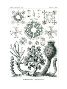 Hexactnellae, 1899-1904 av German School