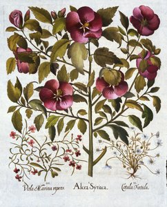 Hibiscus syriacus, Stinking Camomile och från Hortus Eystettensis, av Basil Besler (1561-1629) pub. 1613 av German School