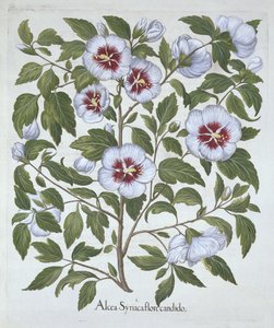 Hibiscus syriacus, från Hortus Eystettensis, av Basil Besler (1561-1629), pub. 1613 (handfärgad gravyr) av German School