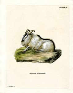 Himalayan Thar (färgad gravyr) av German School
