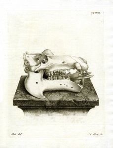 Hippo Skull (färgad gravyr) av German School