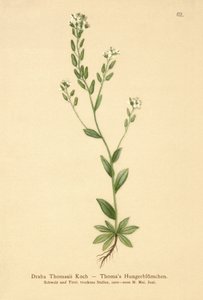 Hoary Whitlow-grass (Draba Thomasii) av German School