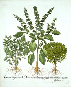Helig basilika, och ytterligare två varianter av basilika, från "Hortus Eystettensis", av Basil Besler av German School