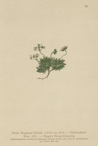 Hoppes Whitlow-gräs (Draba Hoppeana, Draba Zahlbruckneri) av German School
